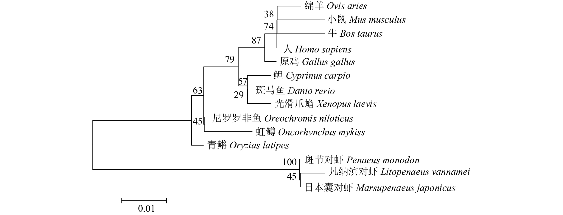 00系統發育樹系統發生樹基因進化樹生物進化樹生物系統進化樹 斑馬魚