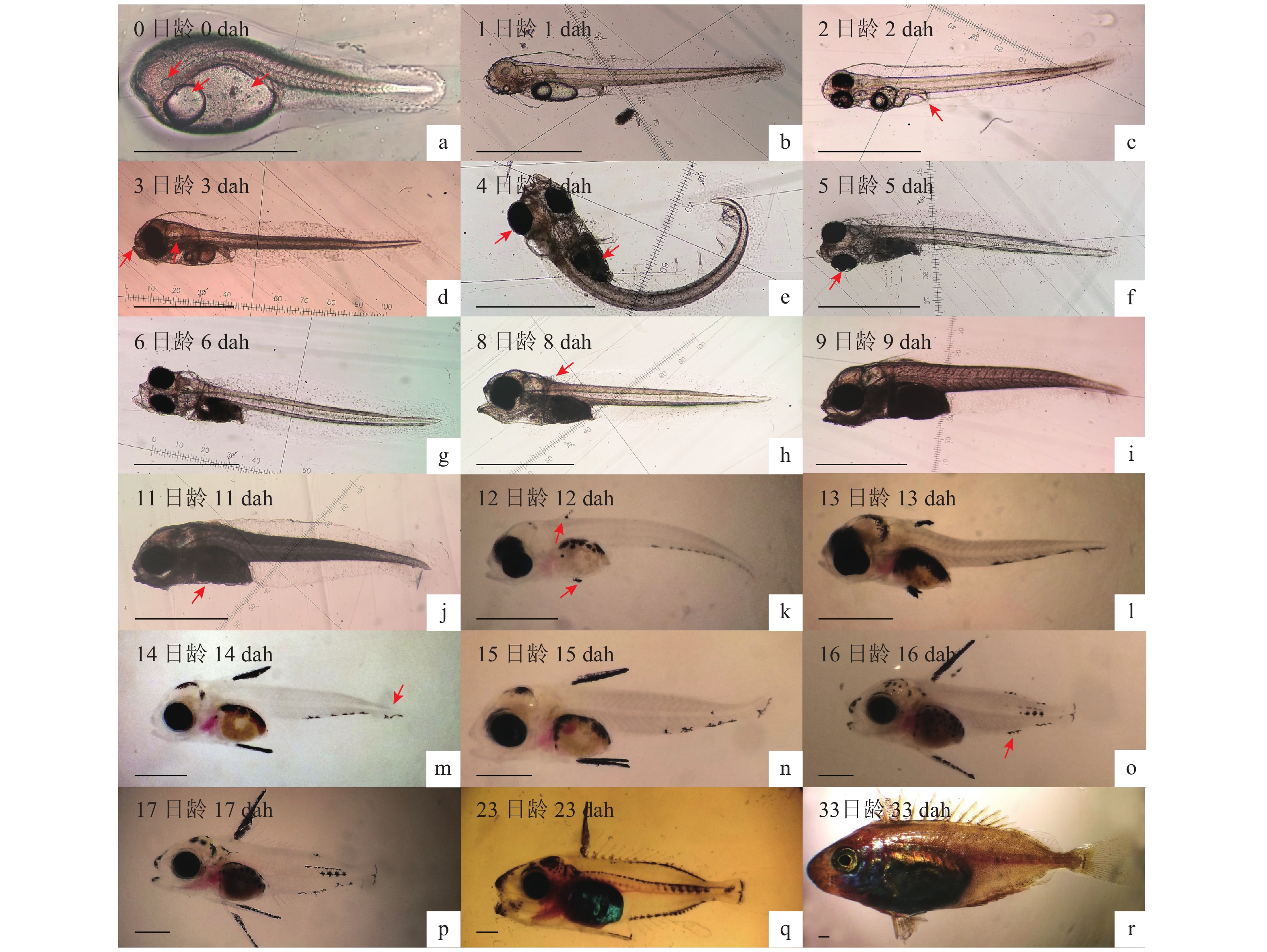 鱼类胚胎发育过程图图片