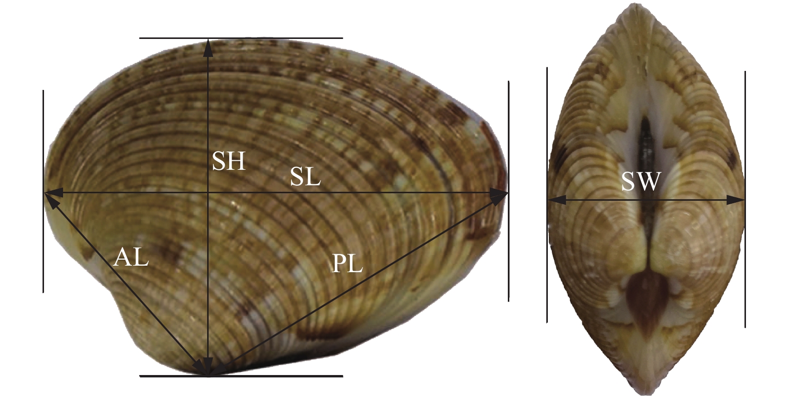 棕带仙女蛤数量性状的相关与通径分析